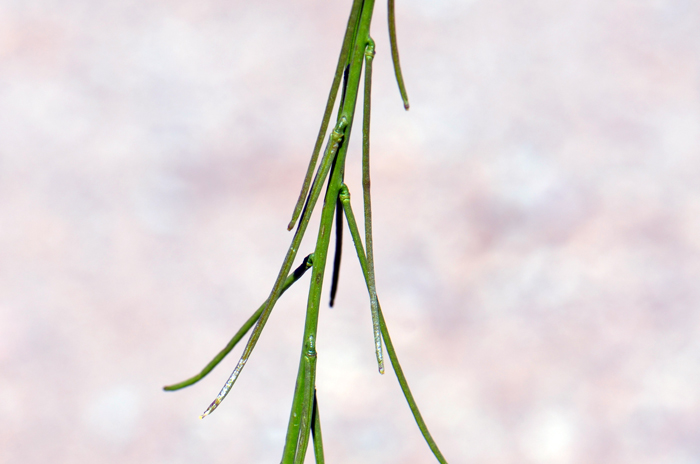 California Mustard: shown is a close-up of the fruit which is called a “silique”. Caulanthus lasiophyllus